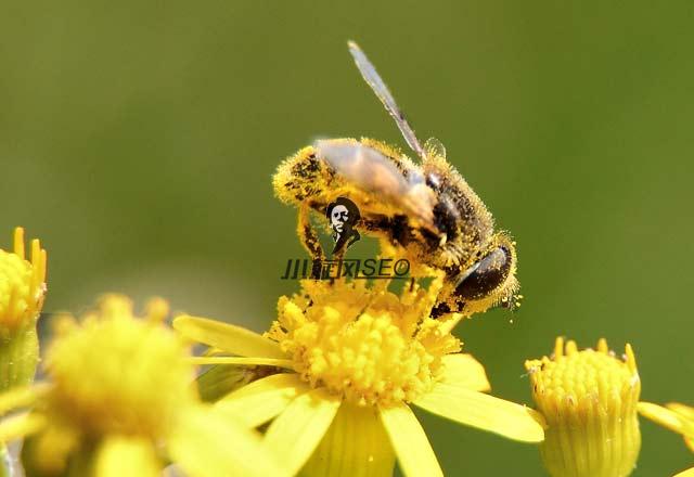 图片[2]-TF-IDF算法研究：自动提取关键词 - SEO技术-飞猪源码网
